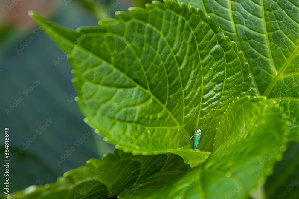 small green bugs on green hydrangea leaves small green bugs on green hydrangea leaves