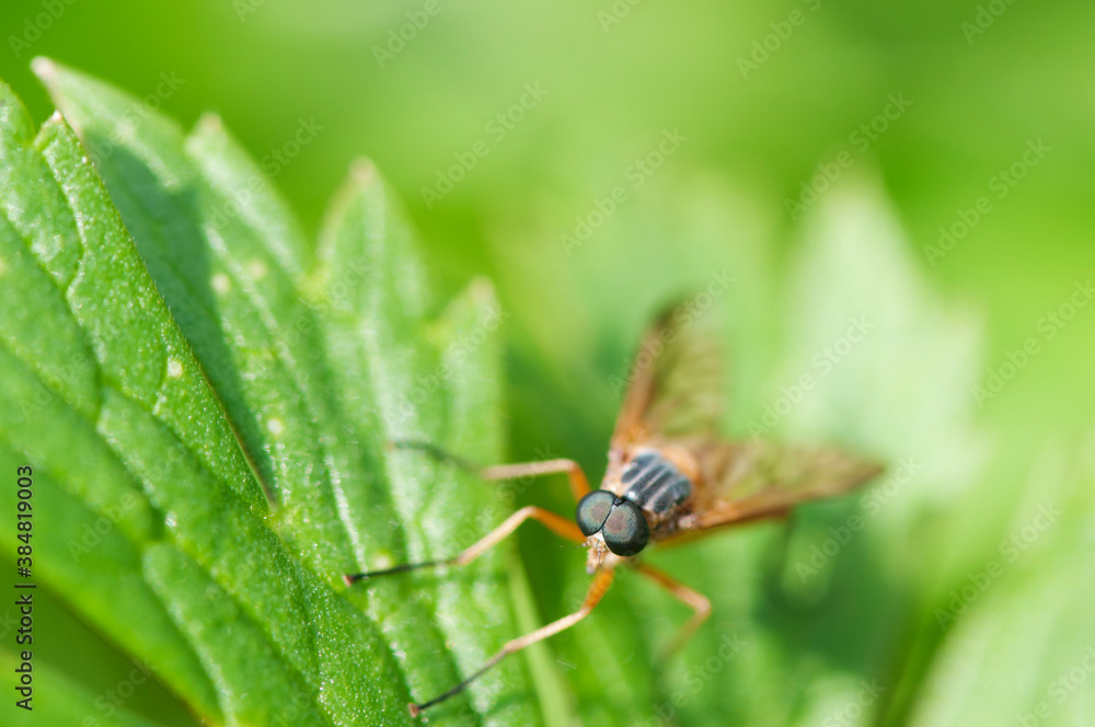 Rhagio scolopaceus near Schnepfenfliege Rhagio scolopaceus near Schnepfenfliege