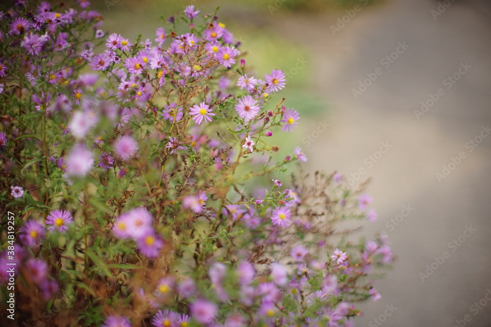 purple flowers bush grow in the autumn garden purple flowers bush grow in the autumn garden