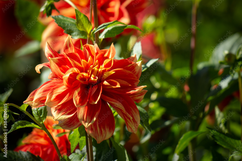 Macro of blooming orange dahlia flower in autumn Macro of blooming orange dahlia flower in autumn
