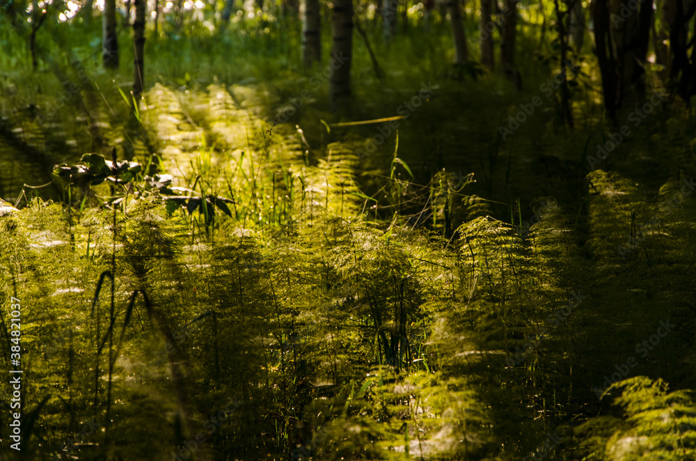 Fototapeta premium birch trees in dense thickets of fern.