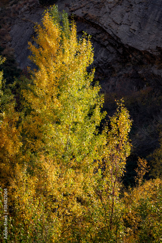 A golden aspen tree glows in the late afternoon autumn sunlight in the Wasatch mountains of Utah.