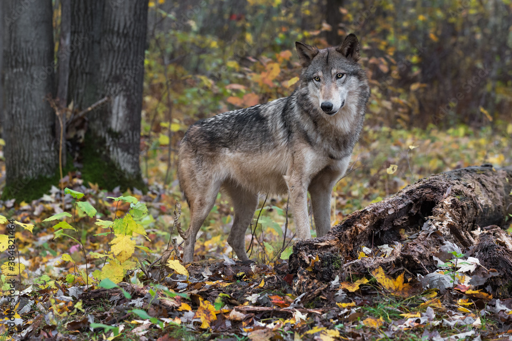 Grey Wolf (Canis lupus) Stands Next to Log Autumn Grey Wolf (Canis lupus) Stands Next to Log Autumn