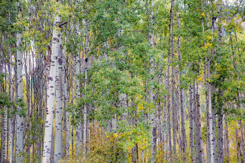 Obraz premium Fall colors in North Central Washington