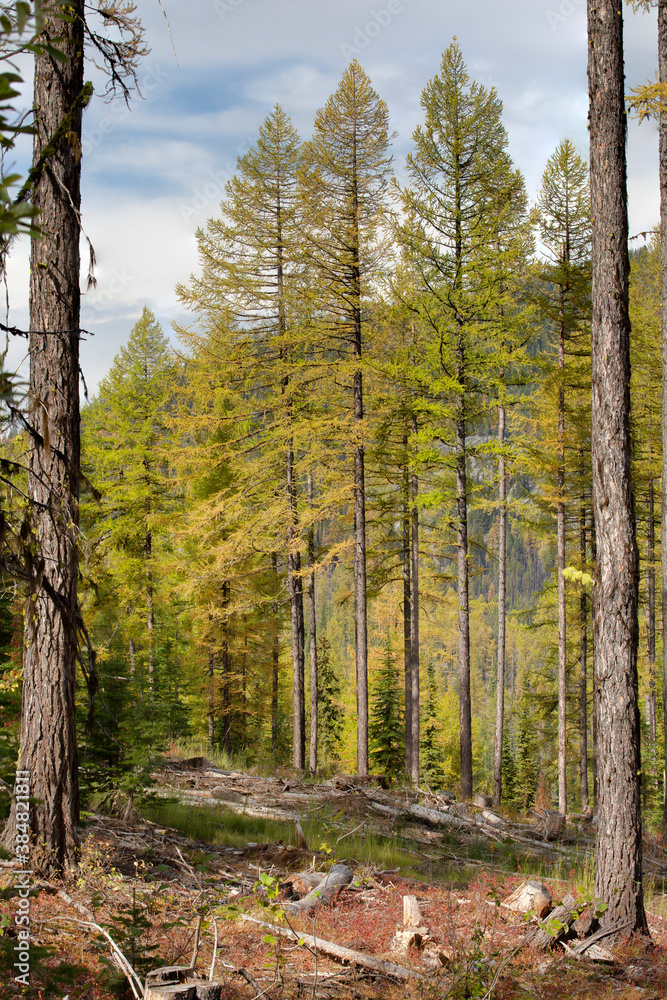 Obraz premium Timber Stands