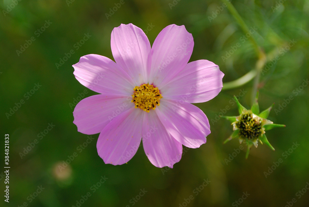 Obraz premium コスモス