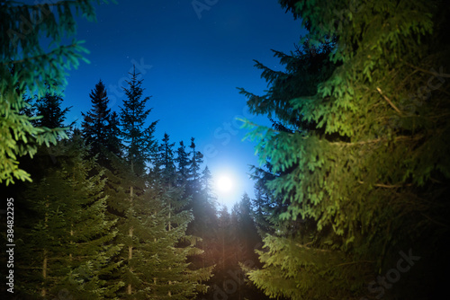 Forest and pine trees landscape under blue dark night sky with many stars