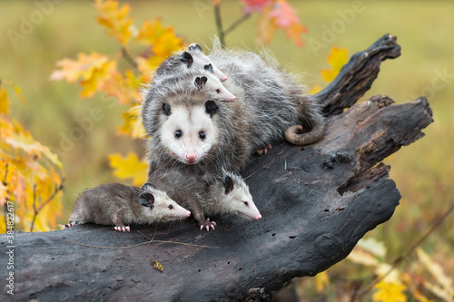 Obraz na plátne Virginia Opossum (Didelphis virginiana) Looks Out and Joeys Look Right on Log Au