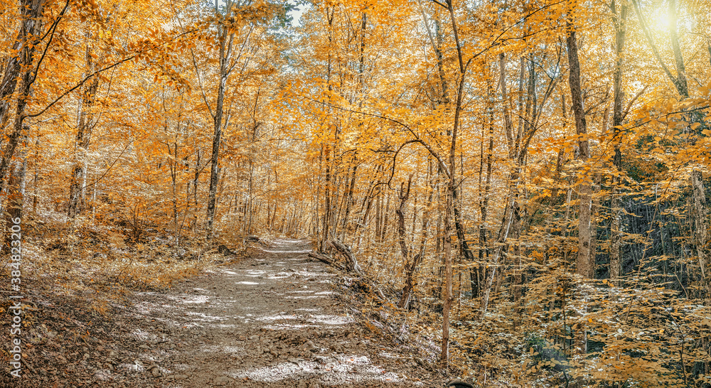 Autumn forest, the road through the autumn forest in the Great Crimean Canyon Autumn forest, the road through the autumn forest in the Great Crimean Canyon