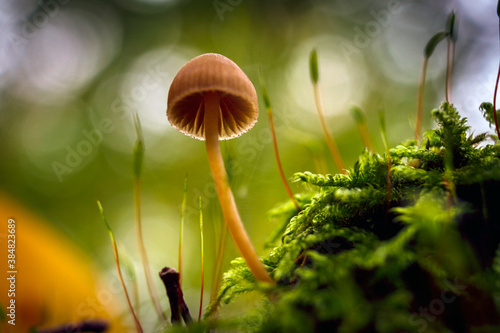 Mushroom and moss in the autumn forest