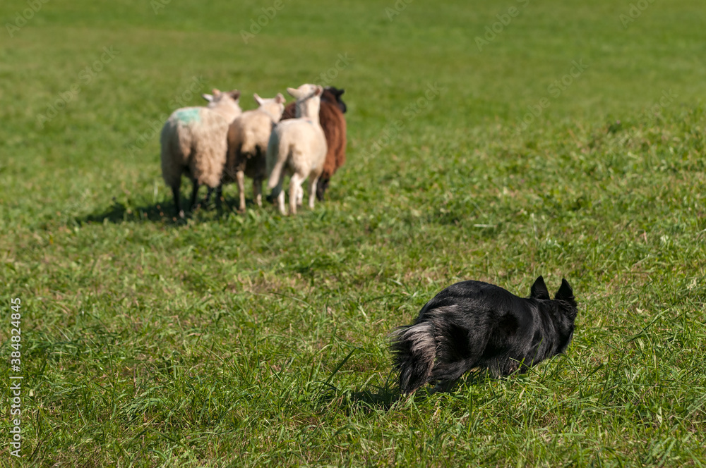Obraz premium Sheep Dog Follows Four Sheep (Ovis aries)