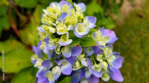Newly budding hydrangea flower with white green and blue buds.  portrait bloom orientation 