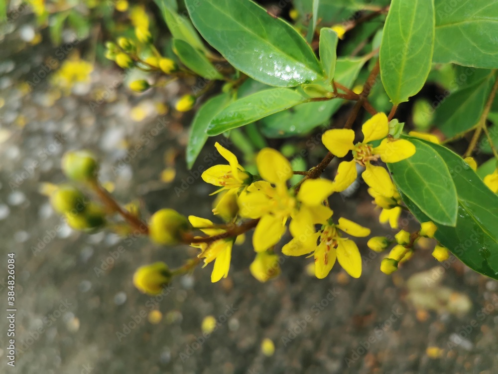 A bunch of yellow flowers Looks outstanding on green leaves, very beautiful. A bunch of yellow flowers Looks outstanding on green leaves, very beautiful.