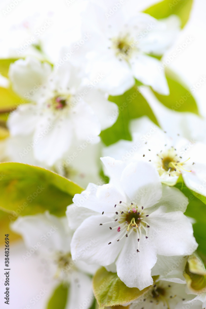 透きとおる白い花びらの梨の花