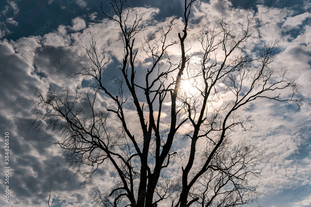 Obraz premium beautiful treetop of a birch in the nature reserve with blue sky in the background