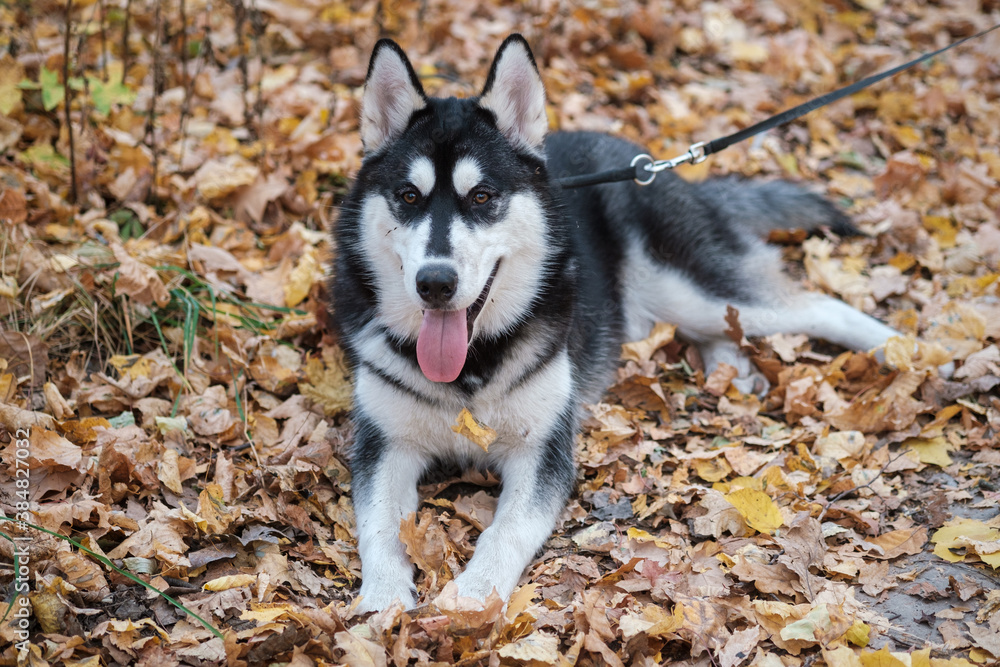 Siberian husky dog on a walk in the autumn Park with yellow leaves