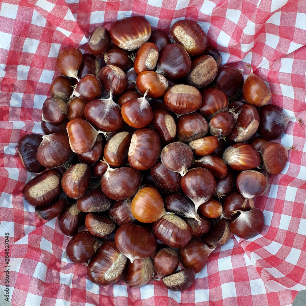 Maronen aus dem Wald im Herbst, selbst gesammelt auf rot weiß karriertem Stoff Maronen aus dem Wald im Herbst, selbst gesammelt auf rot weiß karriertem Stoff