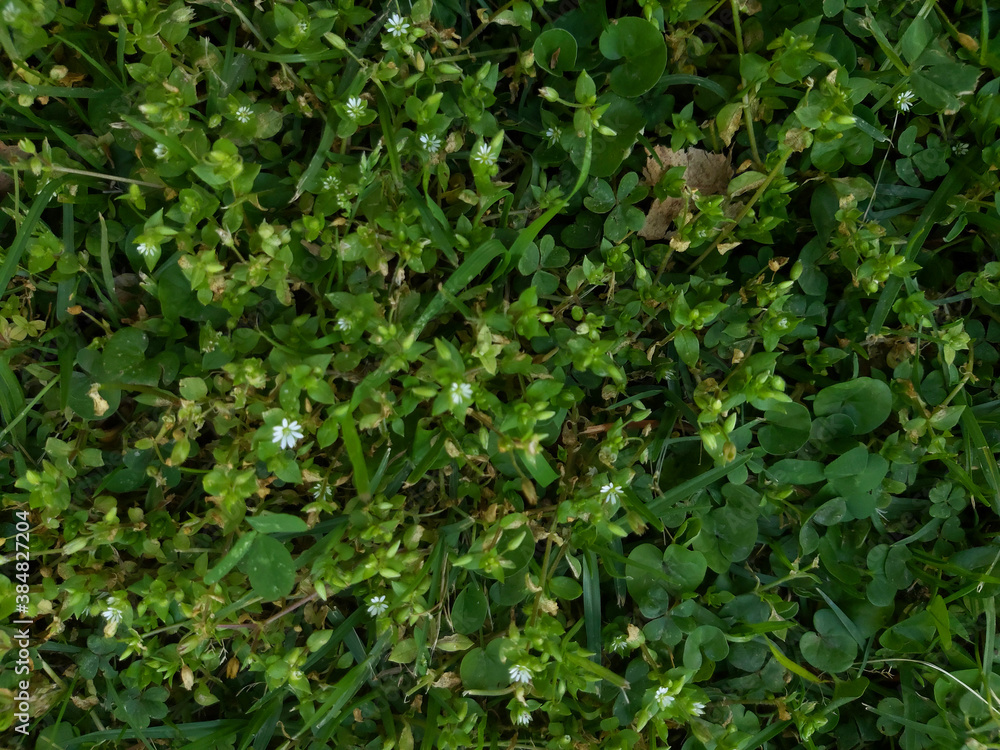 fondo en primer plano de pasto, césped y pequeñas hojas de plantas con flores blancas chicas fondo en primer plano de pasto, césped y pequeñas hojas de plantas con flores blancas chicas