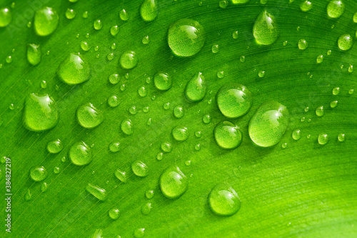 water drops on green leaf, purity nature background