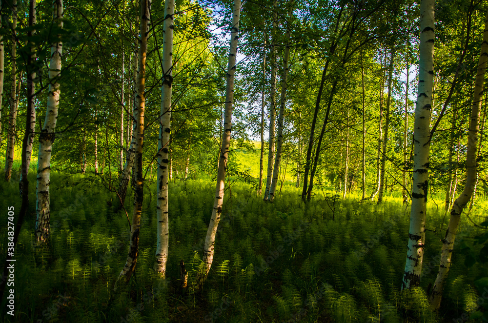 Obraz premium birch trees in dense thickets of fern.