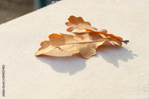 Two autumn oak leaves on a concrete slab.