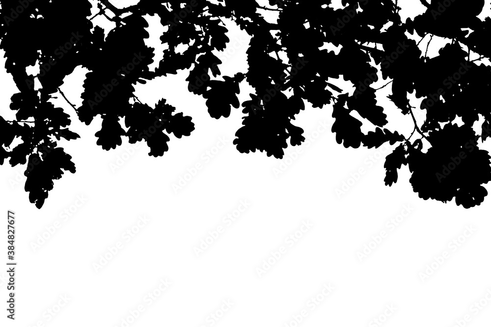 Black oak leaves on branches in the form of a frame on a white background. Black and white abstract image. Black oak leaves on branches in the form of a frame on a white background. Black and white abstract image.