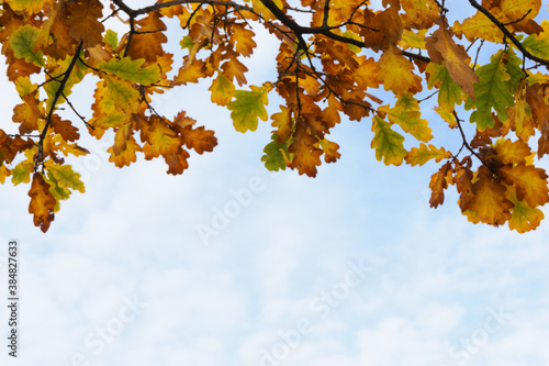 Brown oak leaves on branches in the form of a frame