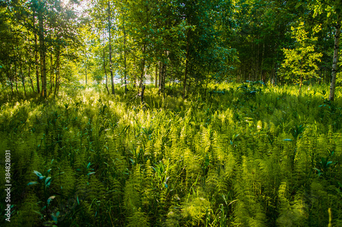 birch trees in dense thickets of fern.