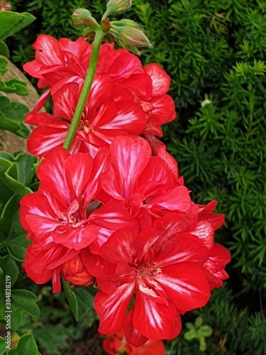 red flowers