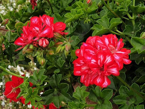 red flowers in garden