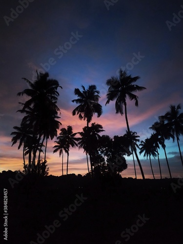 palm trees at sunset