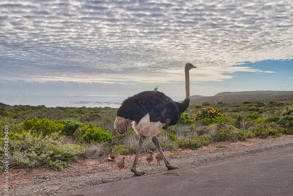 Naklejka premium ostrich in the wild