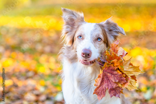 Adult Border collie dog holds autumn leaves in it mouth