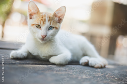 stray cat with two color eyes © develi