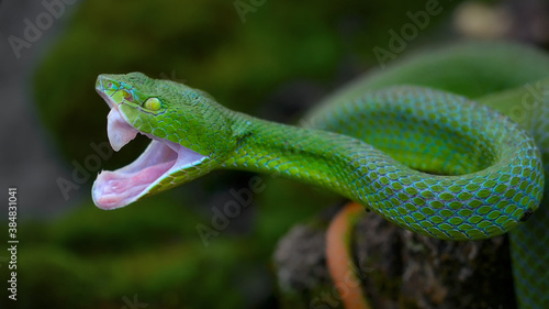 Popeia Barati Green Pit Viper Snake