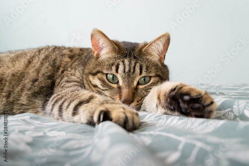 A tabby gray cat lies on the bed. Green cat eyes.