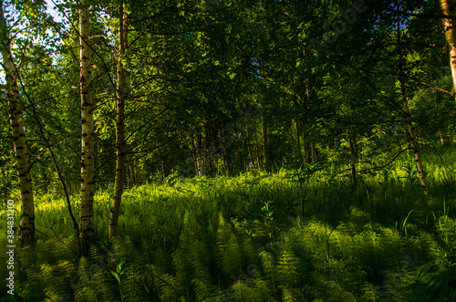 birch trees in dense thickets of fern. © efimenkoalex