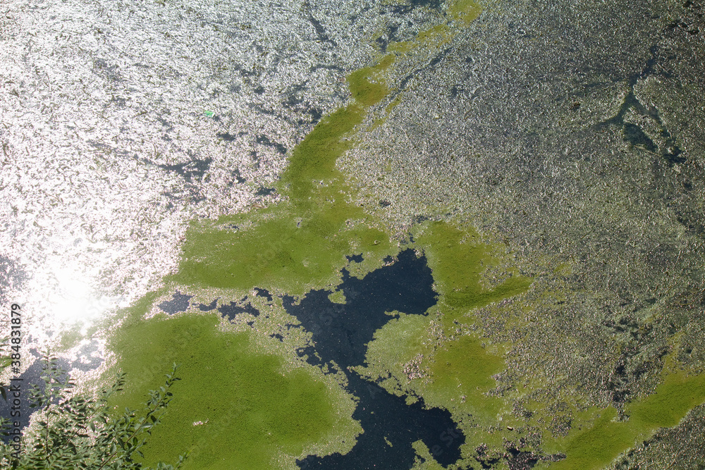 異常に発生した池の水面の藻とゴミ