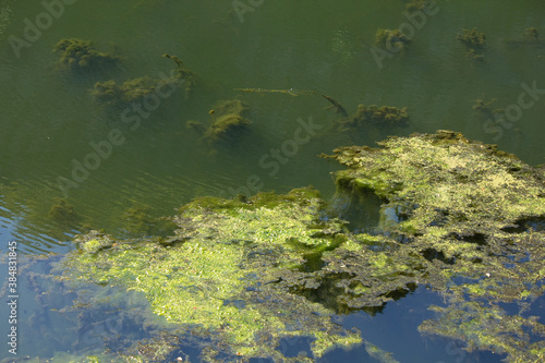 異常に発生した池の水面の藻とゴミ © Paylessimages