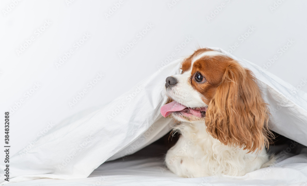 King charles spaniel dog  lies under a warm blanket on a bed at home and looks away