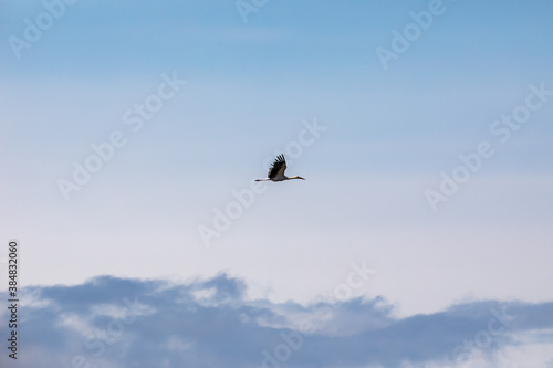 Flying Stork in blue sky © JeanBaptiste