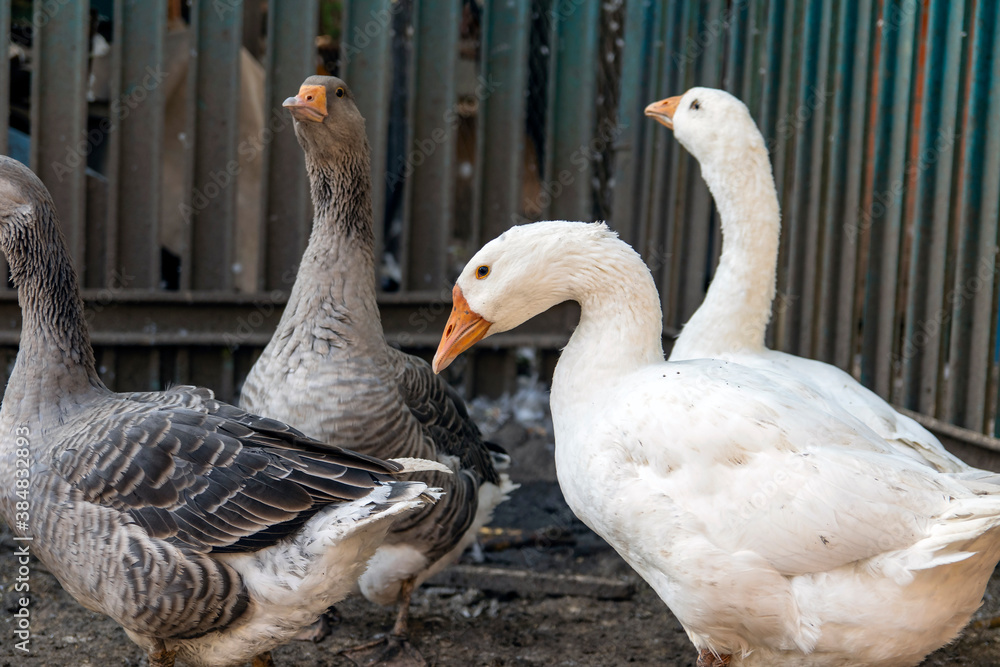 Gray goose on the farm. Blurred background. Gray and white geese in the paddock at the ranch. Domestic goose walks around the estate. Selective focus. Gray goose on the farm. Blurred background. Gray and white geese in the paddock at the ranch. Domestic goose walks around the estate. Selective focus.