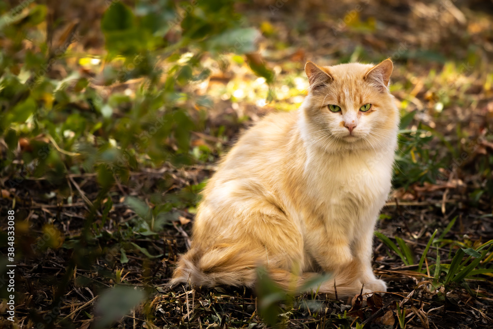 Very fluffy stray cat in an autumn setting, the problem of stray animals