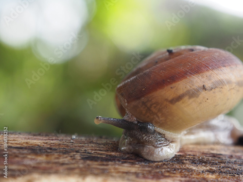 snail slow walk on wood and green background