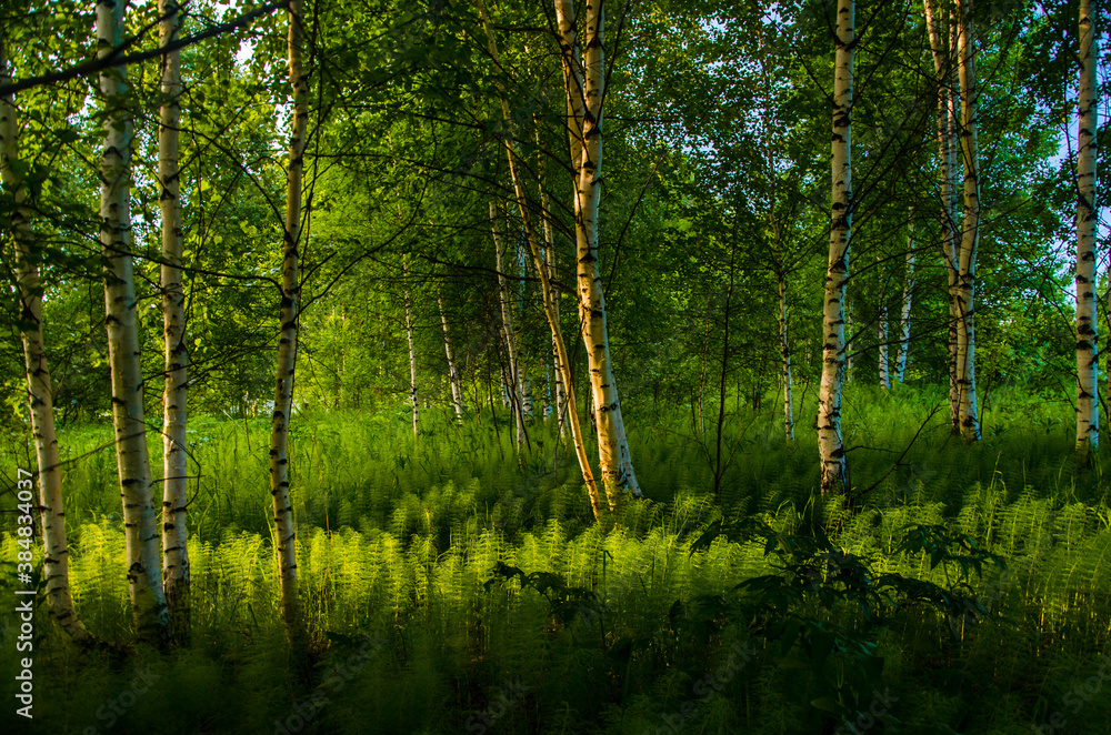 birch trees in dense thickets of fern.