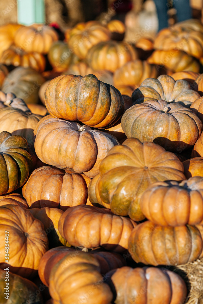Stack lot of Autumn scenic pumpkins at outdoor farmers market on display for sale ready for Halloween. Autumn background Stack lot of Autumn scenic pumpkins at outdoor farmers market on display for sale ready for Halloween. Autumn background