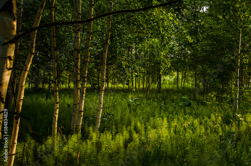 Fototapeta Naklejka Na Ścianę i Meble -  birch trees in dense thickets of fern.