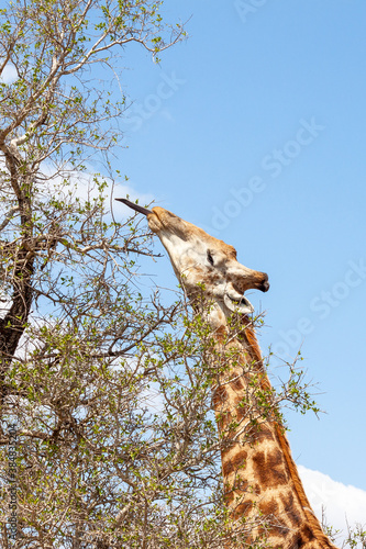 giraffe in the wild eating