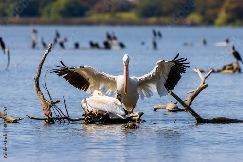 Pair of American White Pelicans on Texas lake during an autumn stopover in their migration