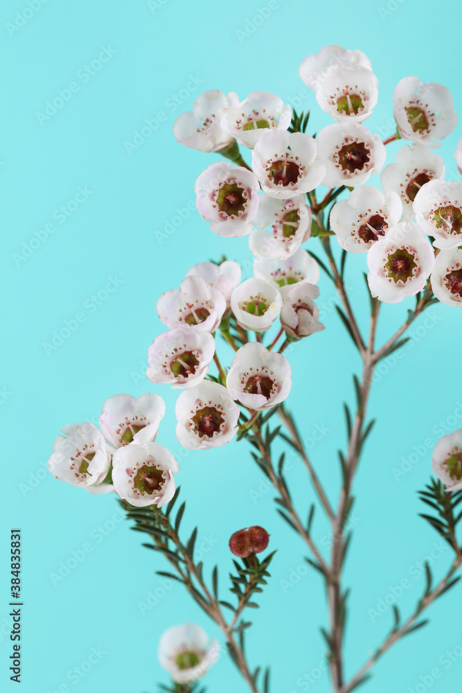 Chamelaucium flowers (waxflower) on blue background. Chamelaucium flowers (waxflower) on blue background.